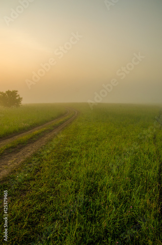 thick morning fog in the summer forest.