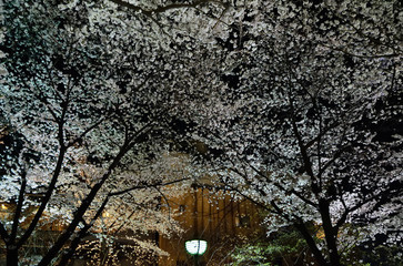 Crédence de cuisine Fleur de cerisier Sakura nocturne illuminé Kyoto Japon  © airpebble