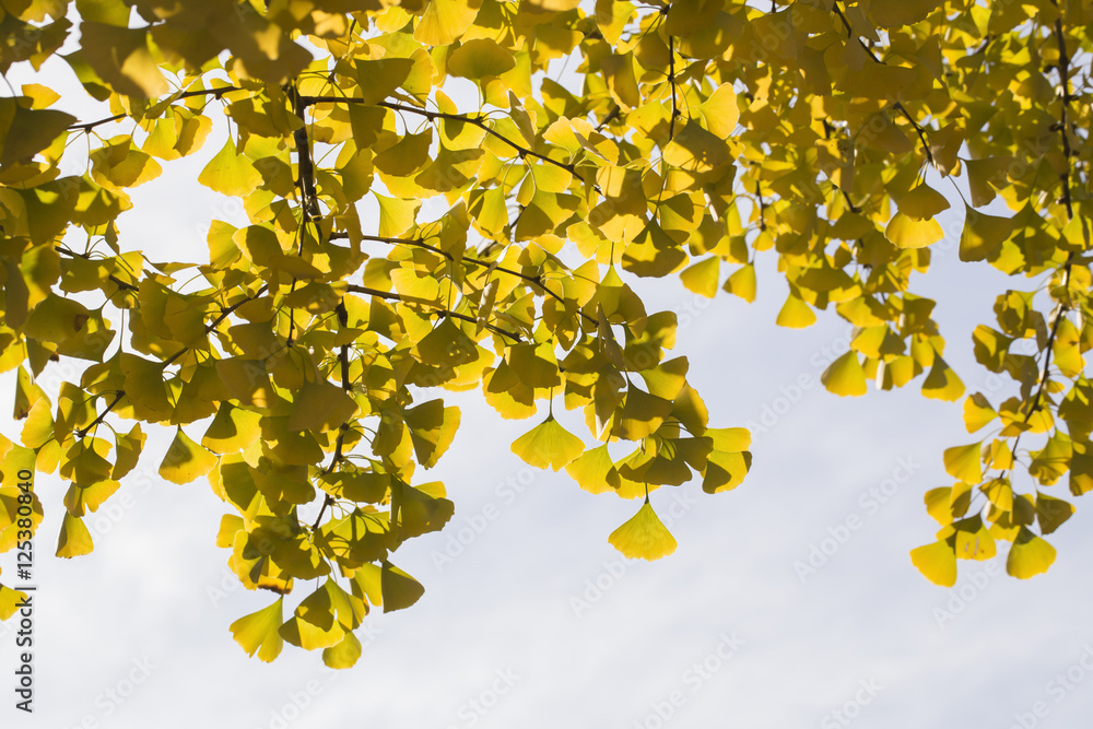 Autumnal ginkgo tree leaf background Autumnal ginkgo tree leaf background