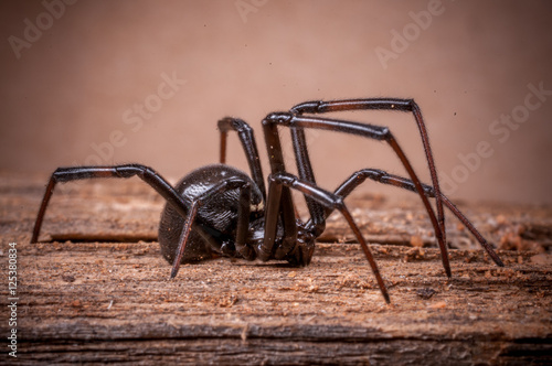 Black Widow Spider Side View