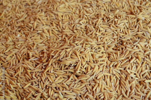 Golden paddy rice