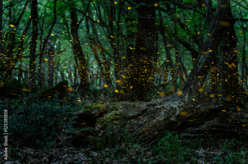 Fireflies/ Night in the forest with fireflies