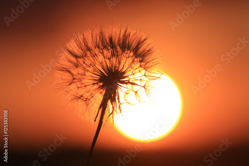 delicate dandelion flower on sunset background