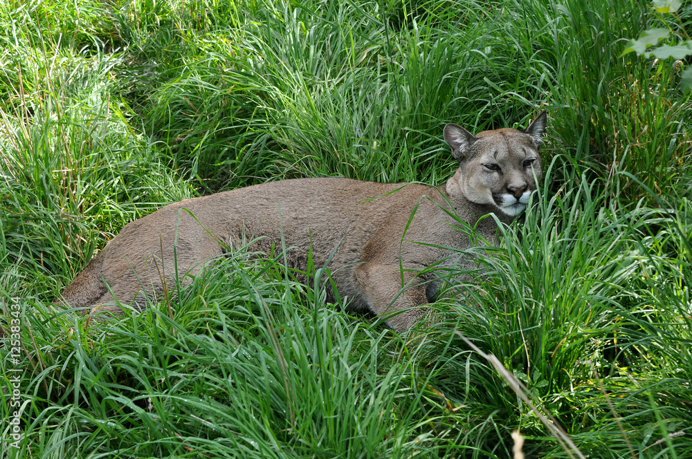 Naklejka premium Puma kanadyjska w trawie