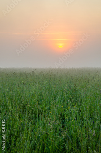 thick morning fog in the summer forest