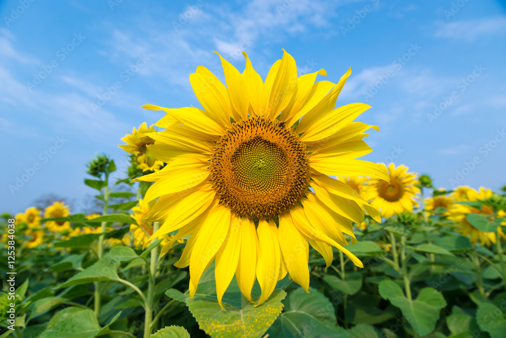 Fototapeta premium Sunflower field at clear blue sky