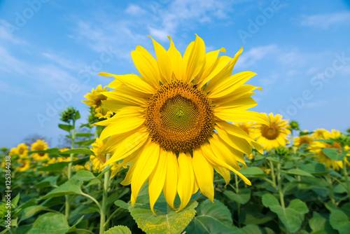 Sunflower field at clear blue sky