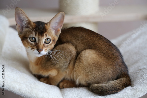 Abyssinian photo