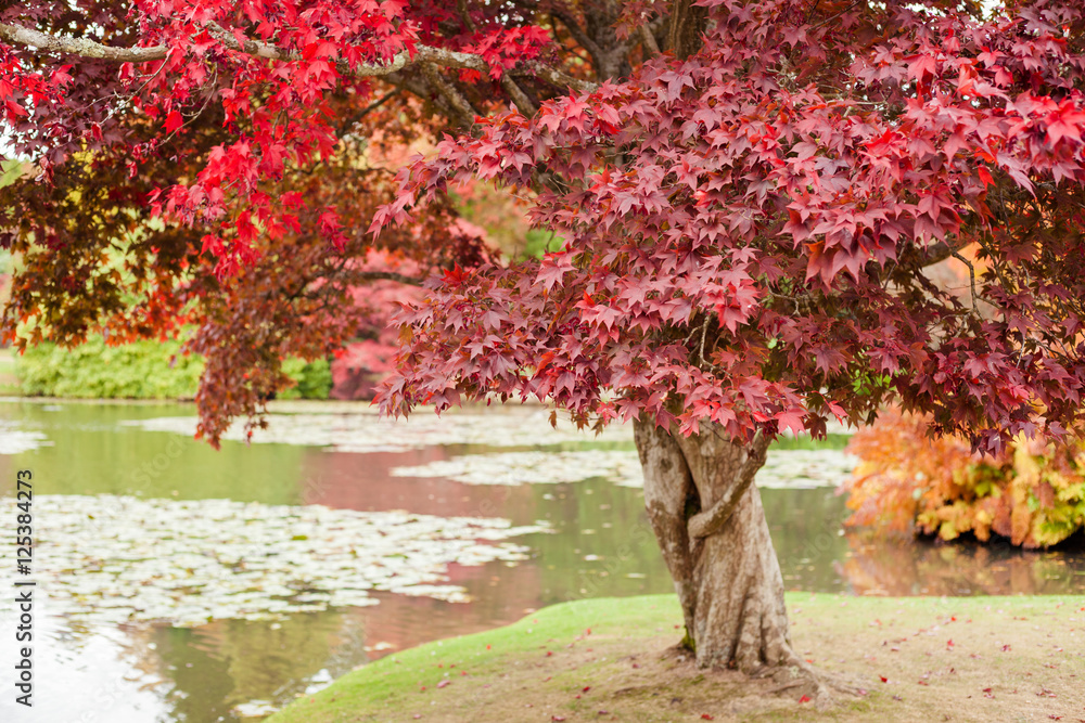 Naklejka premium Autumn in the woods background, selective focus; Japanese maple tree with the lake on the back