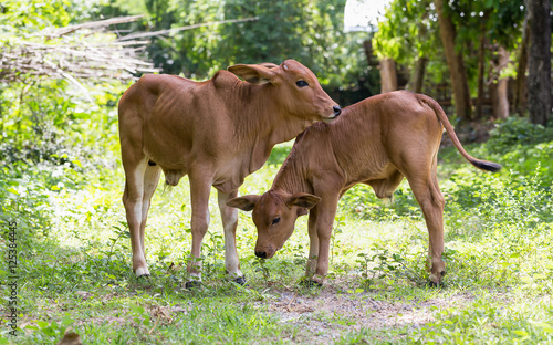 Native cattles in Thailand