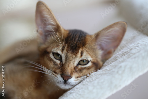 Abyssinian photo