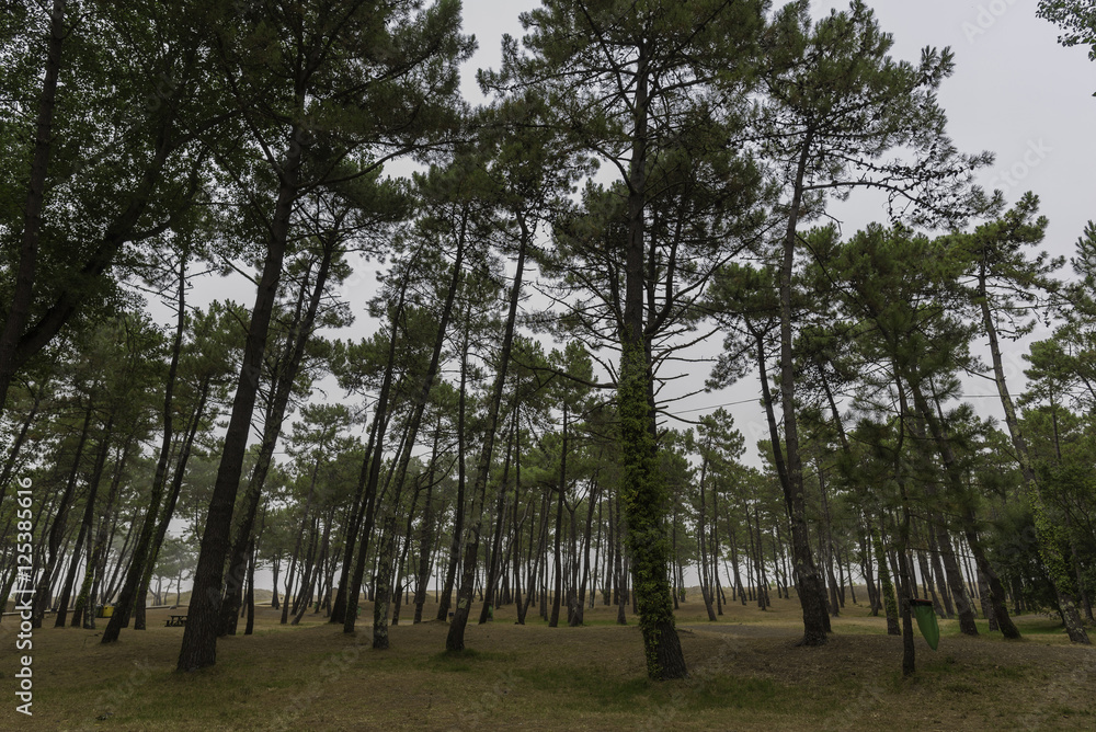 Obraz premium Pinar en Orgtigueira (La Coruña, España).
