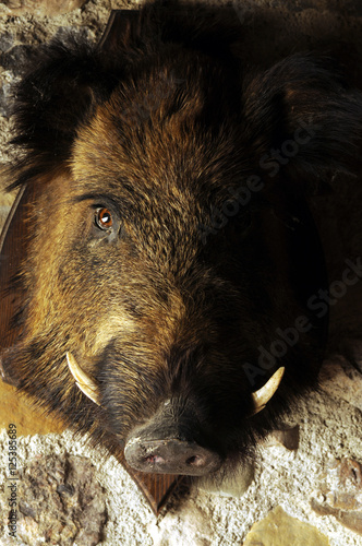 Sus scrofa Divlja svinja Վարազ Vaddisznó Dzik euroazjatycki Sanglier Cinghiale Wild boar Wildschwein Prase divoké  Jabalí Кабан

 photo