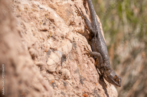 Desert Lizard Sunning Itself On A Rock