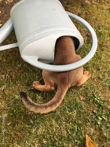 Abyssinian photo