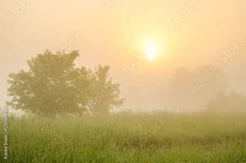 thick morning fog in the summer forest