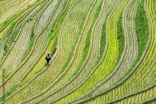 Fotografie 50 shades of green