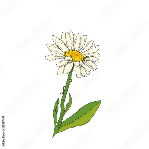 Fototapeta Naklejka Na Ścianę i Meble -  Daisy flower vector illustration