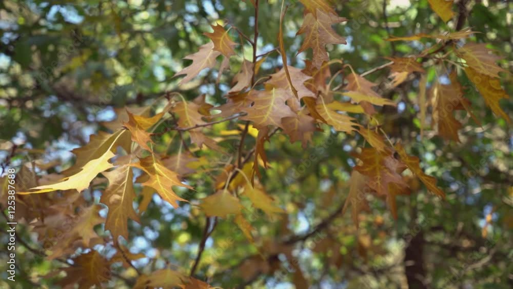 view on the wood with beautiful red foliage. Closeup. view on the wood with beautiful red foliage. Closeup.