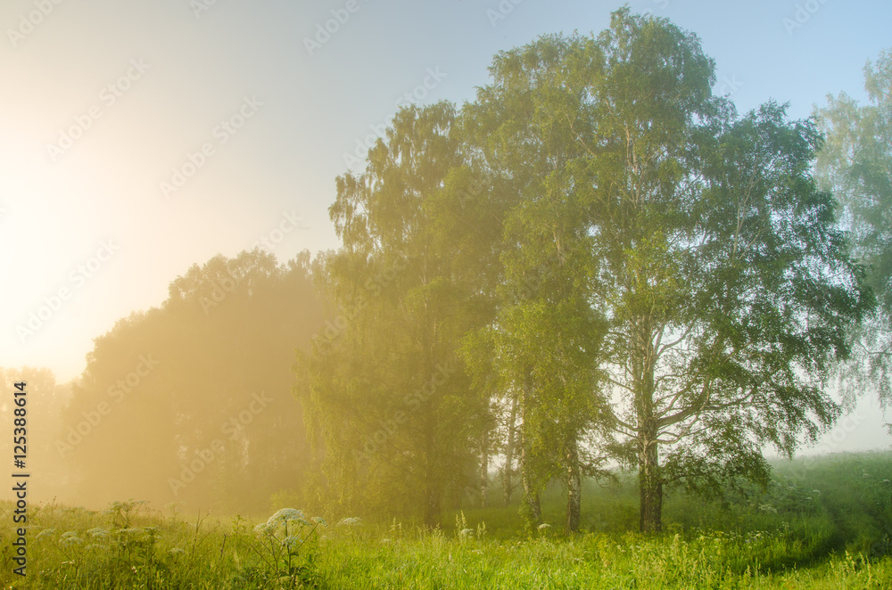 Fototapeta premium thick morning fog in the summer forest