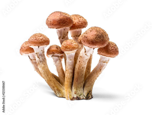 Armillaria mellea - Honey gel Hallimasch mushroom