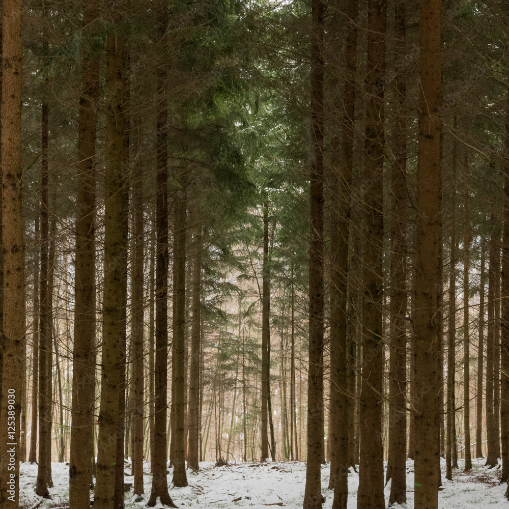 Fototapeta premium Winter Forest Scene with Tall Trees