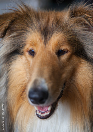 Collie dog portrait © Andrei Pogrebnoi