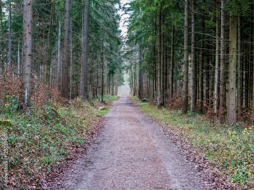 A road going through a forest in Switzerland