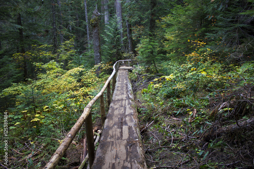 Wooden bridge goes into the dense forest