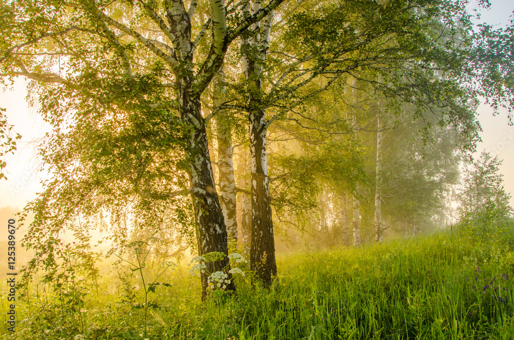 thick morning fog in the summer forest thick morning fog in the summer forest