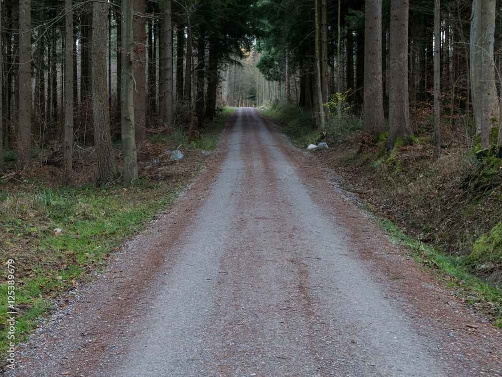 Fototapeta premium A road going through a forest in Switzerland