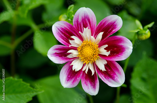 One Dahlia with the name Collorette Princess