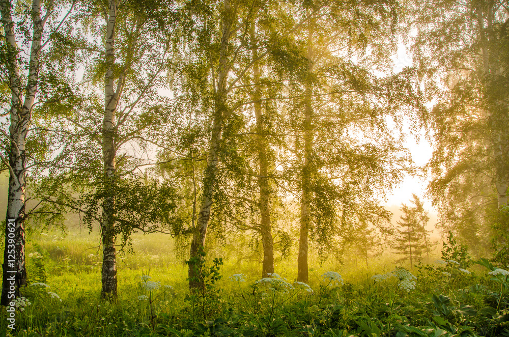 thick morning fog in the summer forest thick morning fog in the summer forest