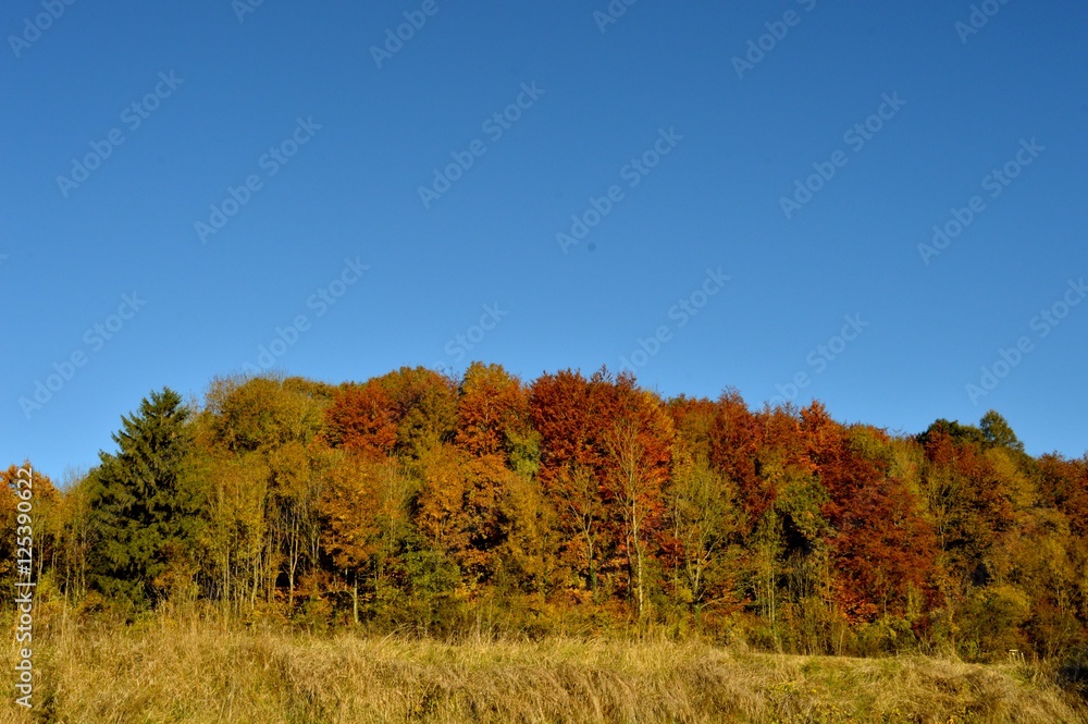 Fototapeta premium Wood with autumn colors