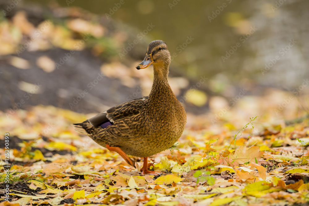 Female Mallard duck on land in the fall Female Mallard duck on land in the fall