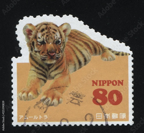 Fototapeta Naklejka Na Ścianę i Meble -  tiger