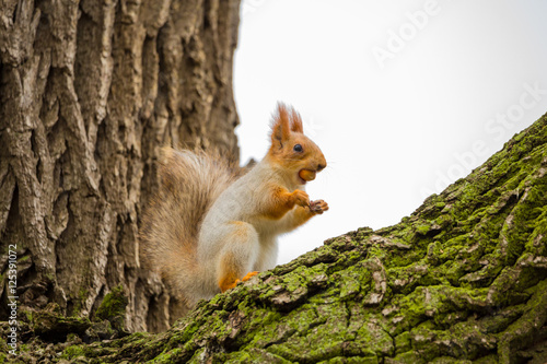 Squirrel holding nut in her mouth © Andrey Lapshin