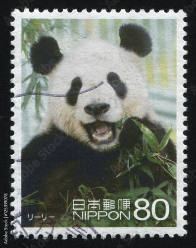 Fototapeta Naklejka Na Ścianę i Meble -  panda