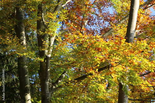 Beech Forest in Autumn, Buchenwald im Herbst