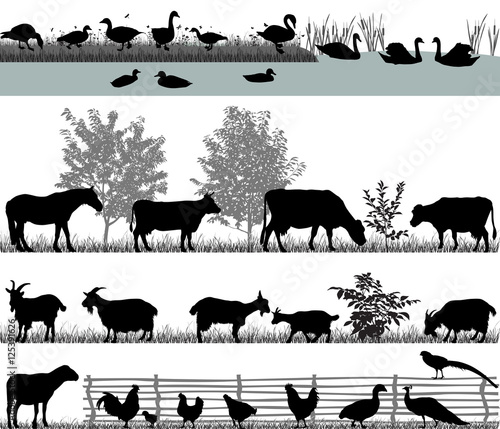 Collection of silhouettes of domestic animals - farm animals