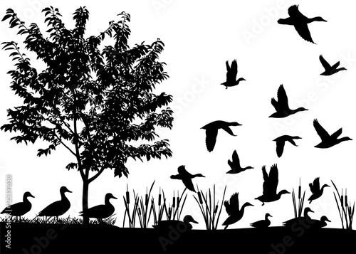 Silhouettes of ducks flying and floating on water