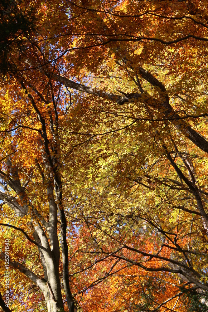 Beech forest in Autumn, Buchenwald im Herbst Beech forest in Autumn, Buchenwald im Herbst