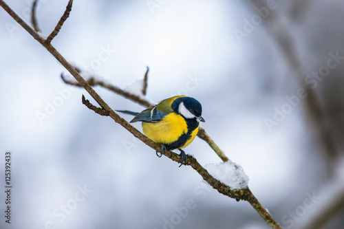 Great tit on a branch