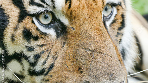 portrait of bengal Tiger eyes © wonderisland