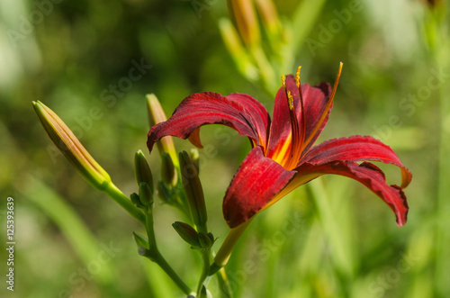 red lily with buds on a branch