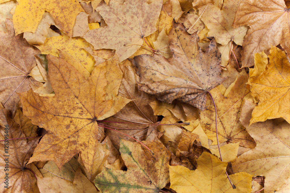 Autumn background is from leaves Autumn background is from leaves