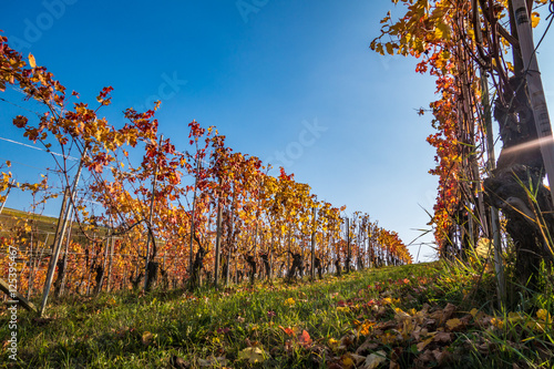 Filari di vite nel vigneto in autunno photo