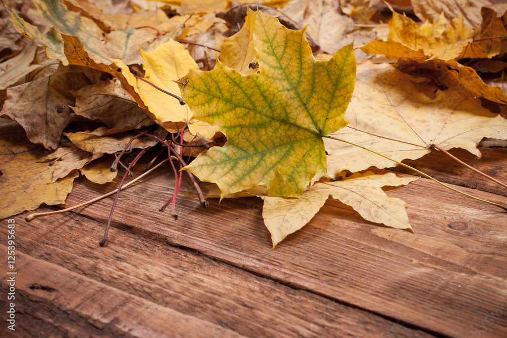 Autumn Leaves over wooden background.With copy space Autumn Leaves over wooden background.With copy space