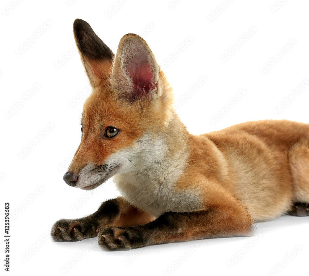 Obraz premium Beautiful fox cub lying isolated on white