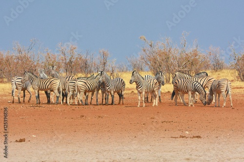 Zebraherde  Equus quagga  im Westen des Etosha Nationalparks